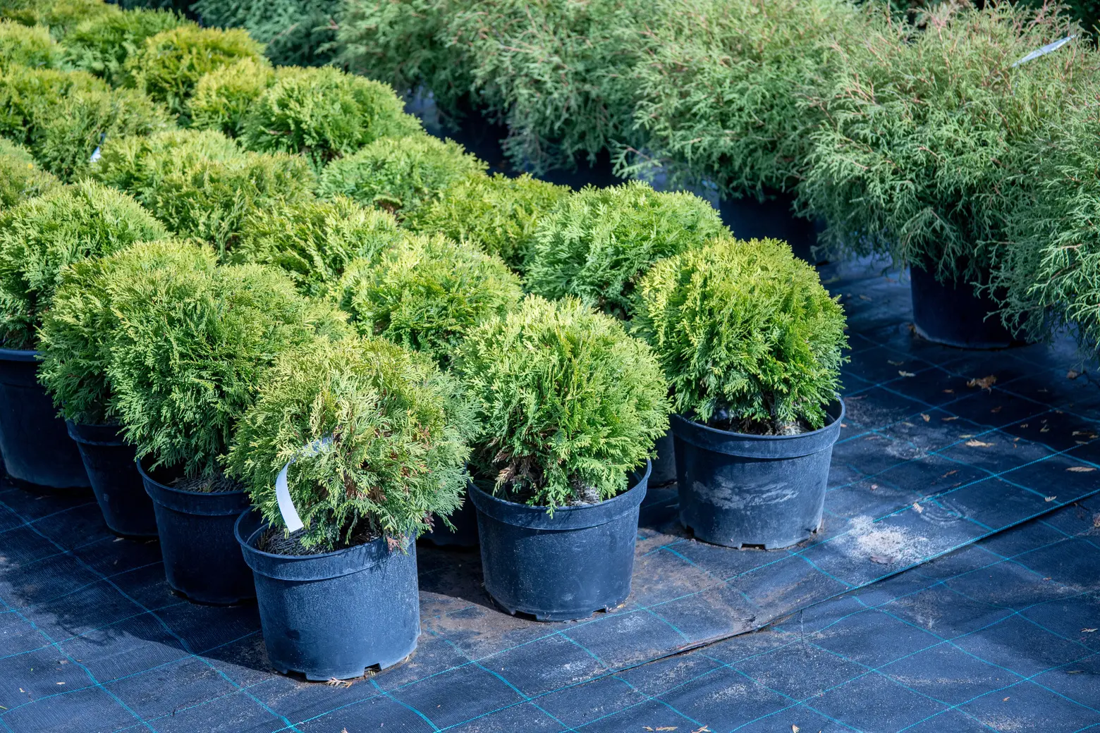 Питомник Fixgarden