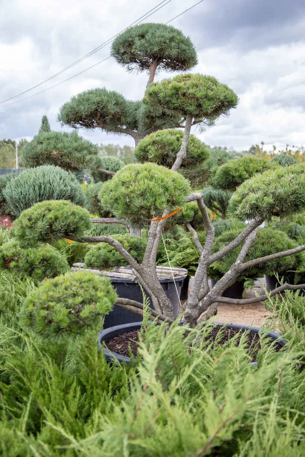 Питомник Fixgarden