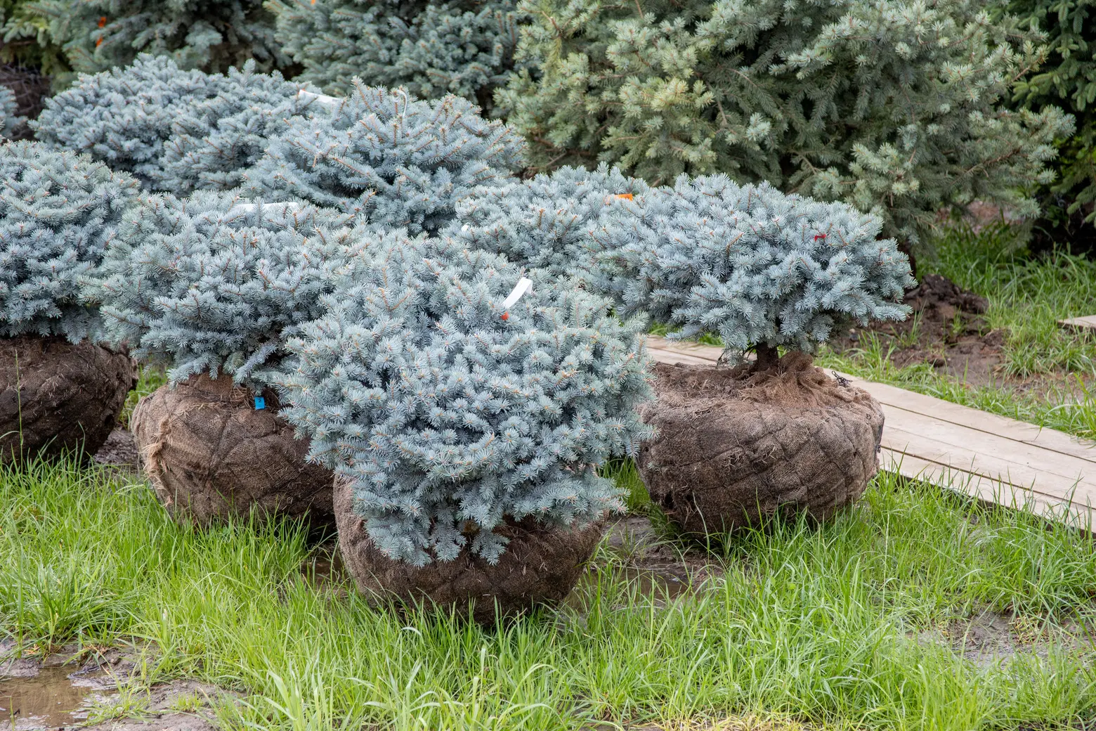 Питомник Fixgarden