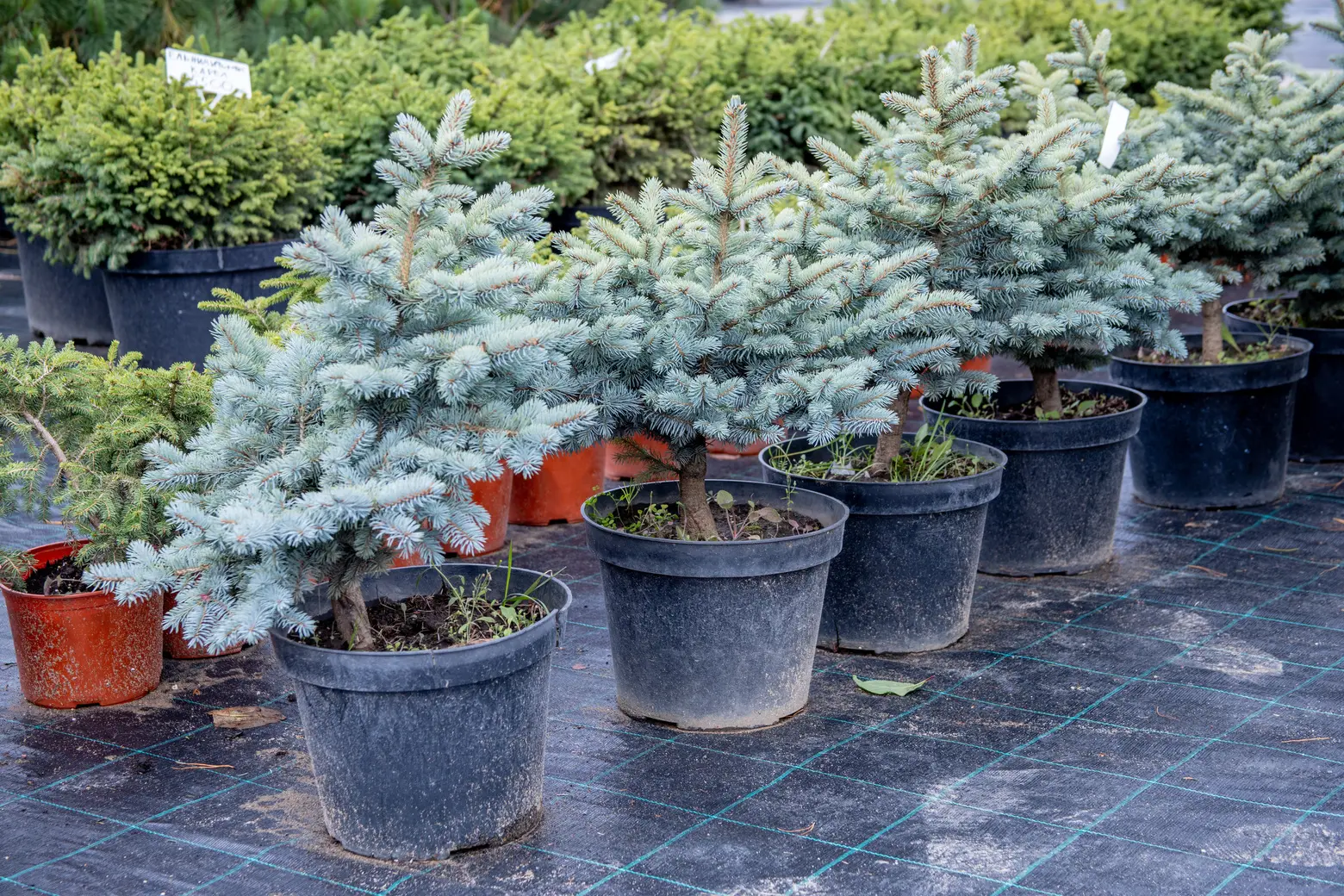 Питомник Fixgarden