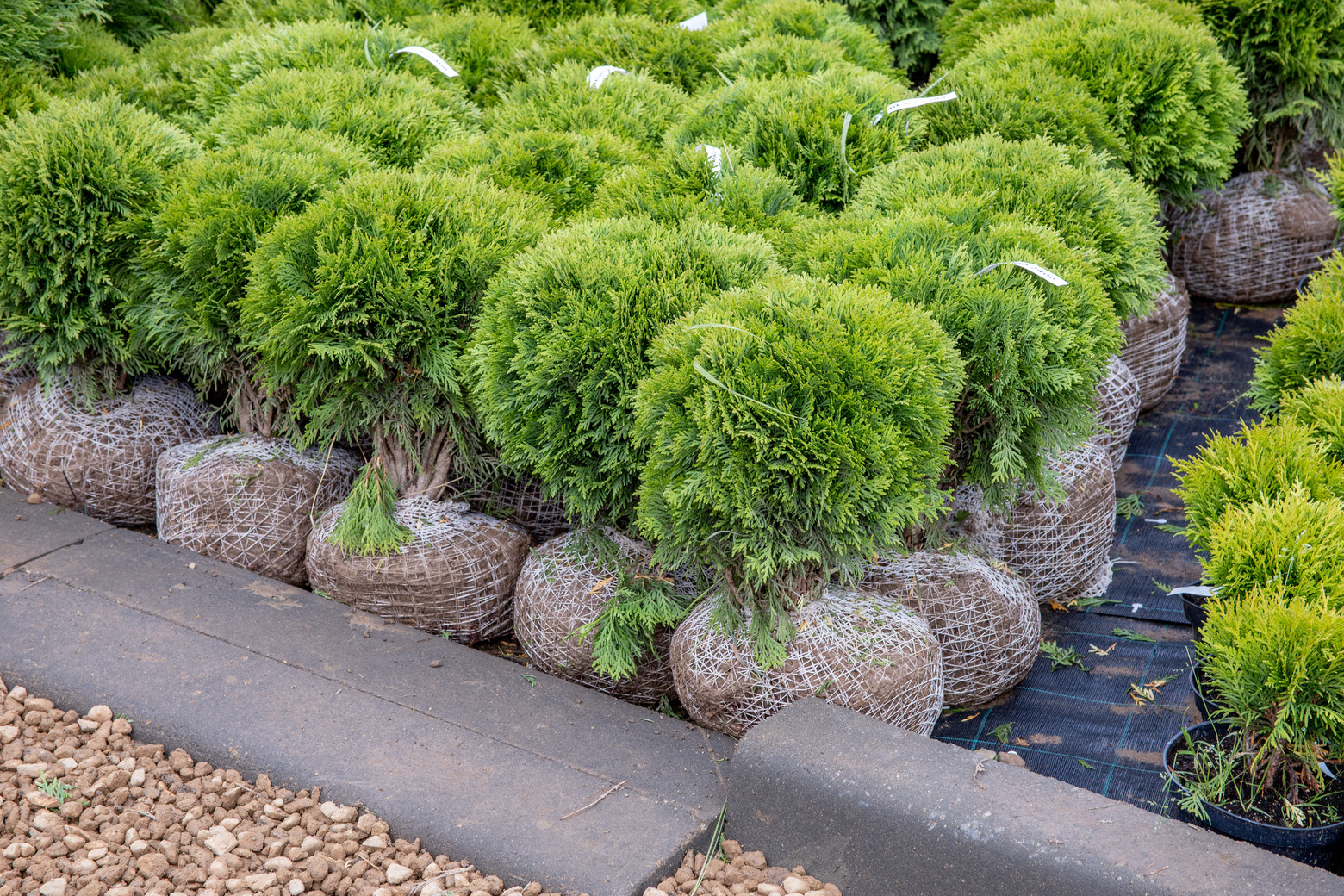 Питомник Fixgarden