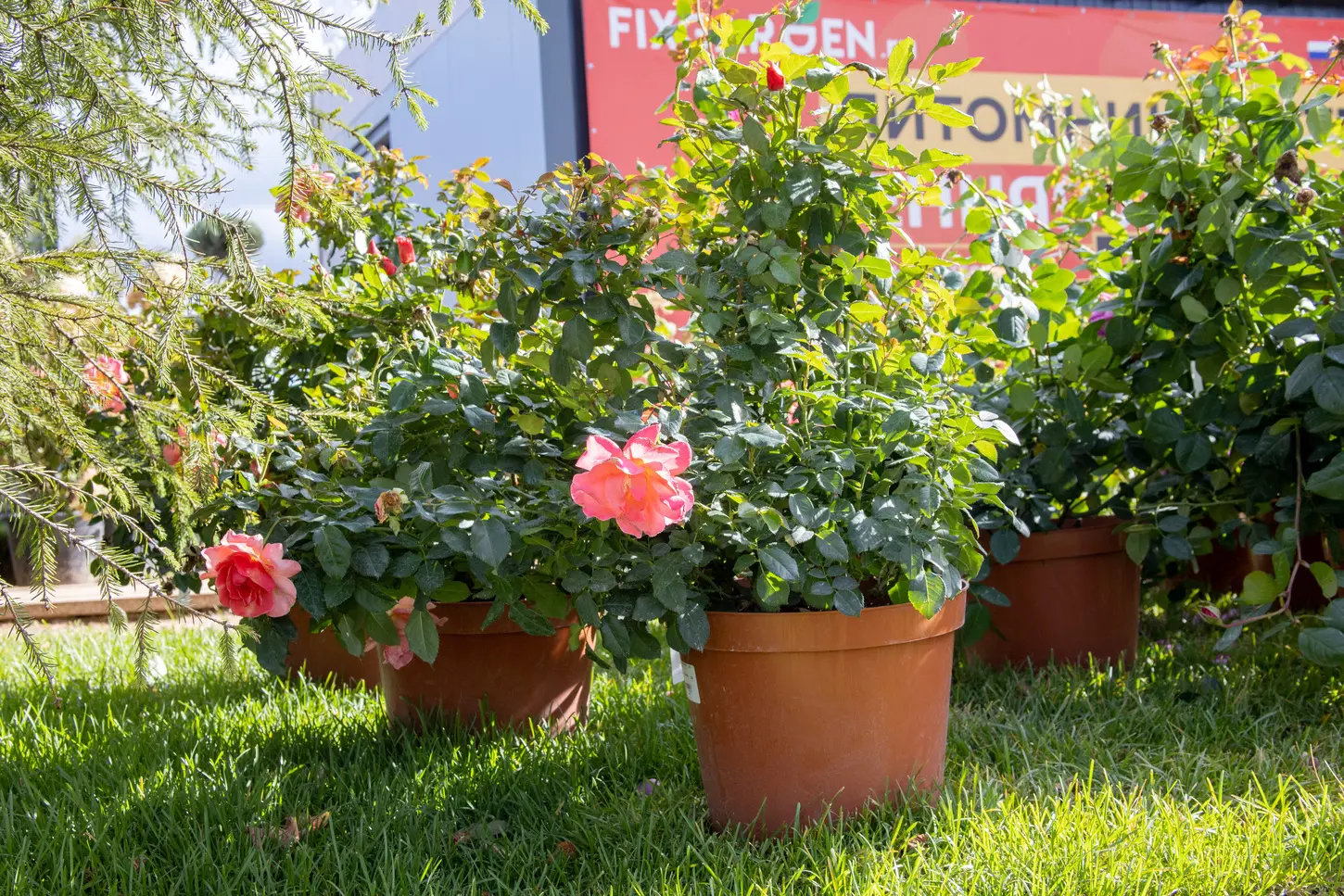 Питомник Fixgarden