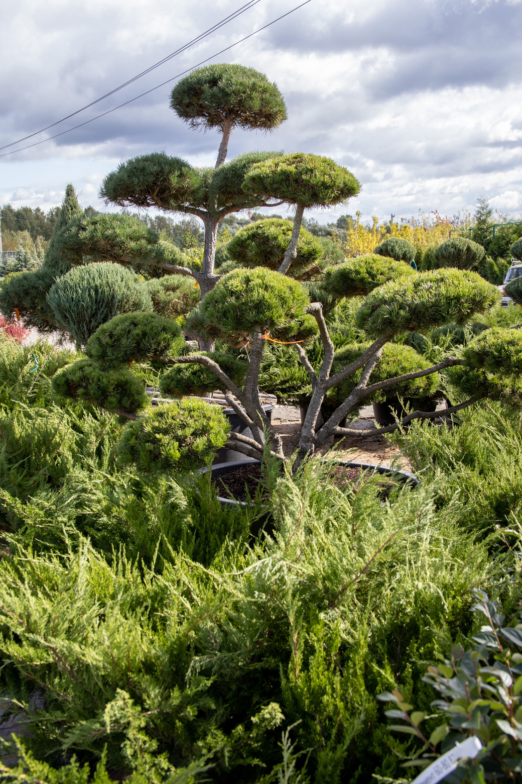 Питомник Fixgarden