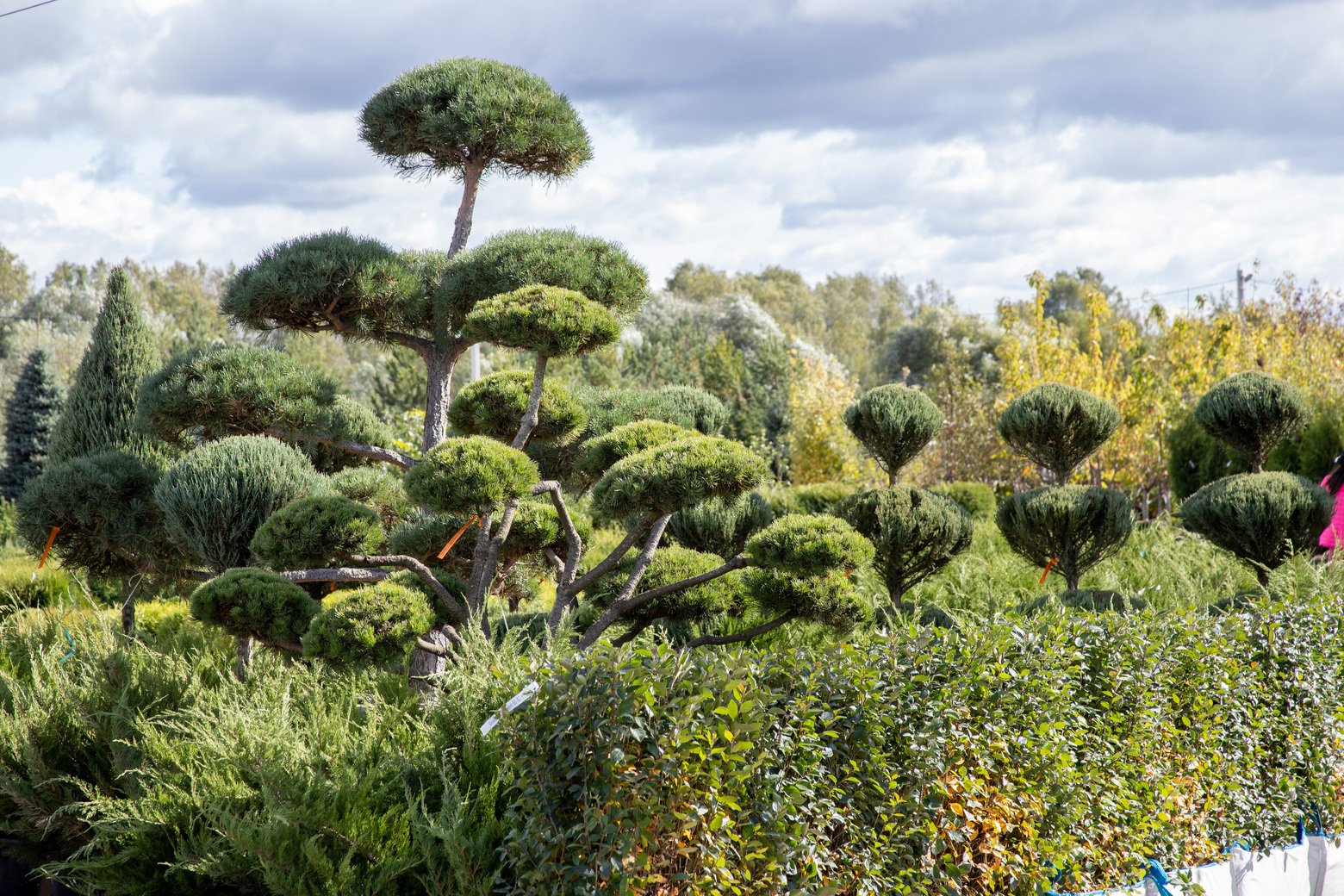 Питомник Fixgarden