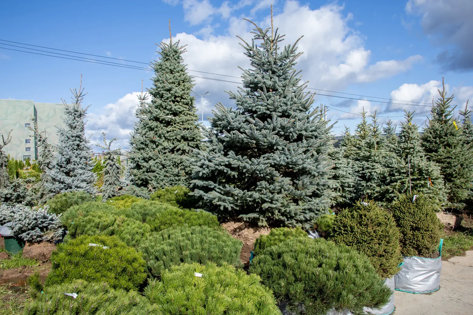 Питомник Fixgarden