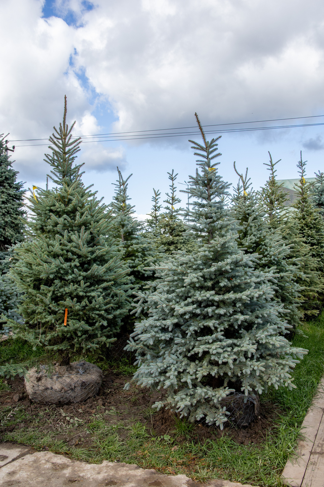 Питомник Fixgarden