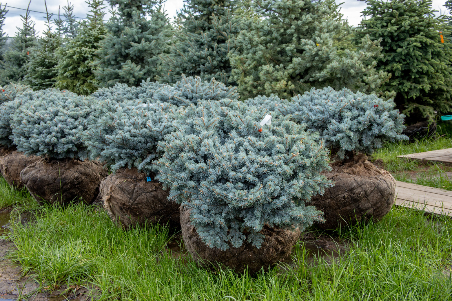 Питомник Fixgarden