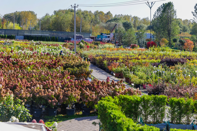 Питомник Fixgarden