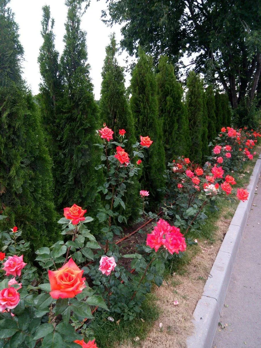 Роза в ассортименте