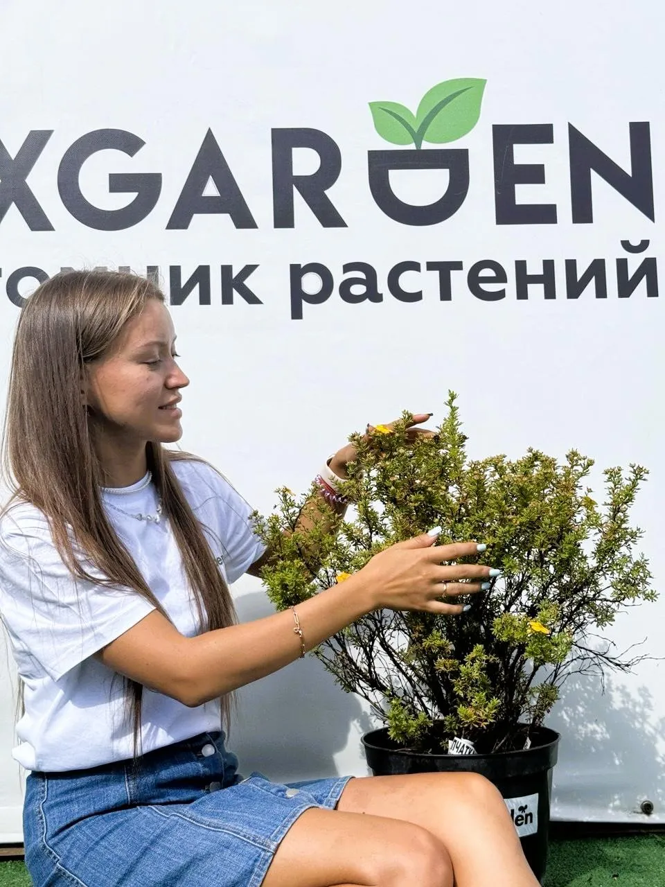 Лапчатка Белла Сол