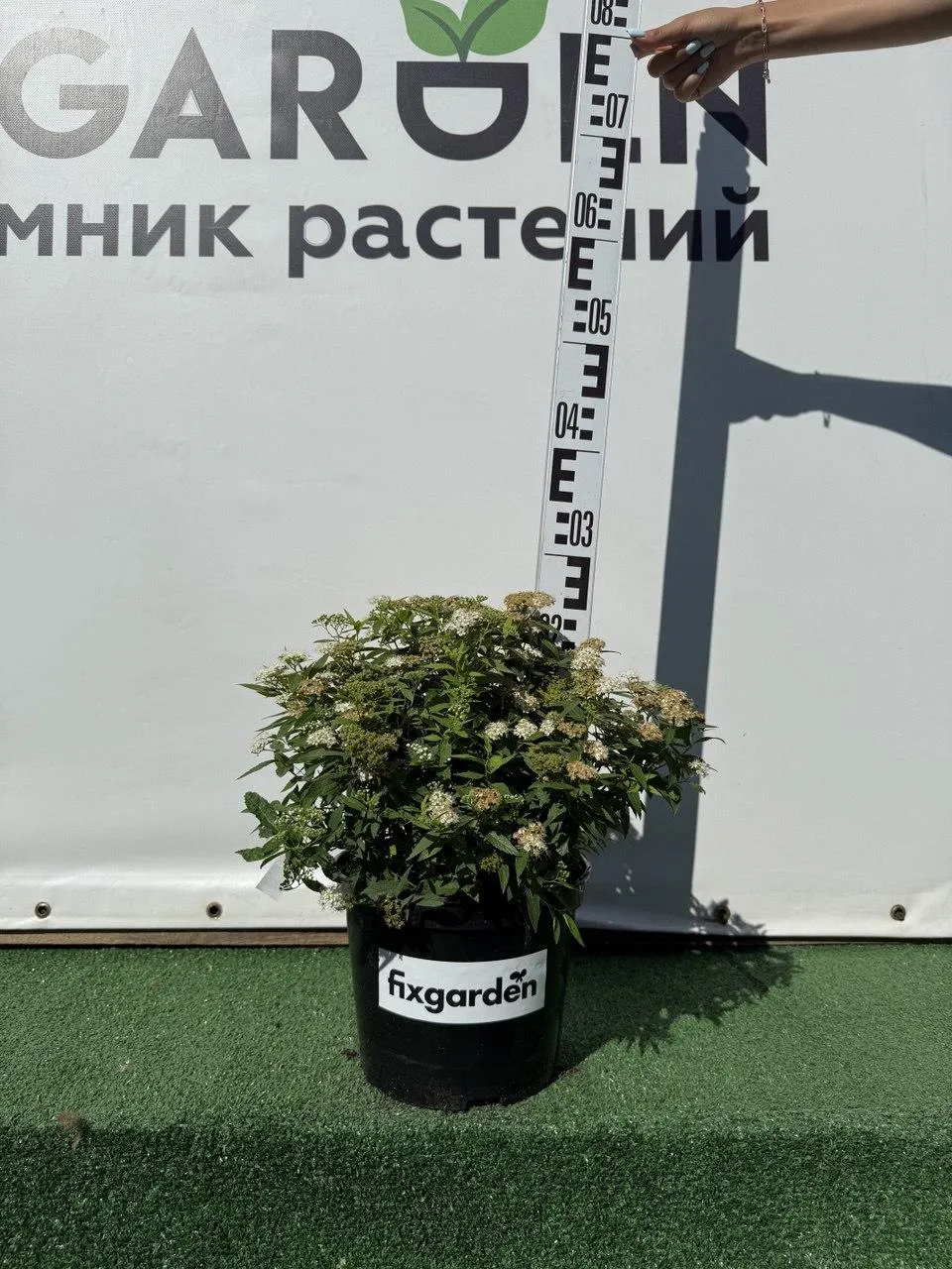 Спирея япон. Альбифлора