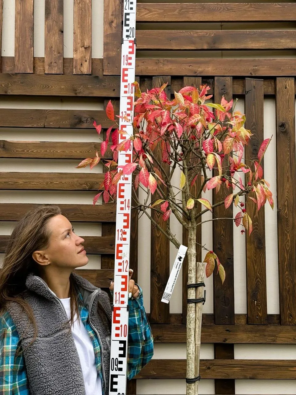 Бересклет Европейский