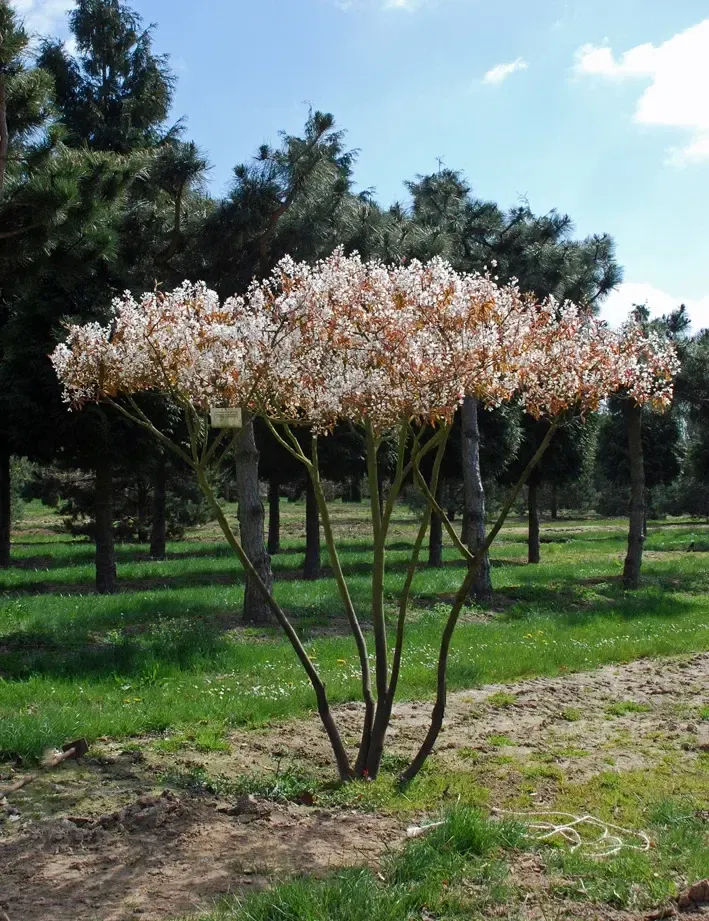 Ирга Ламарка