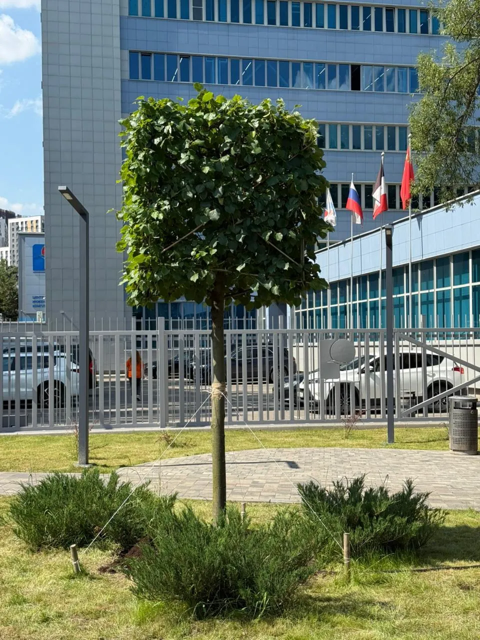 Липа европейская Паллида