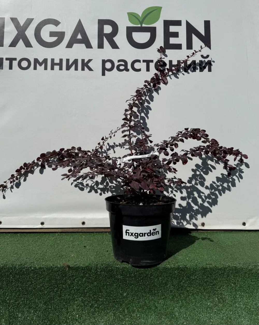 Барбарис оттавский Суперба