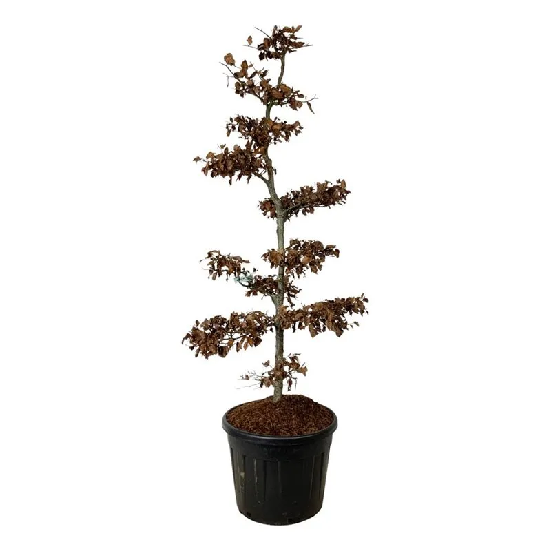 Бук европейский