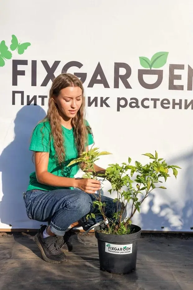 Бузина черная Ауреа