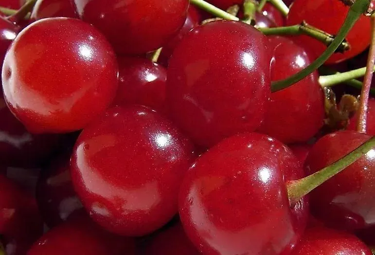 Вишня Конкурентка