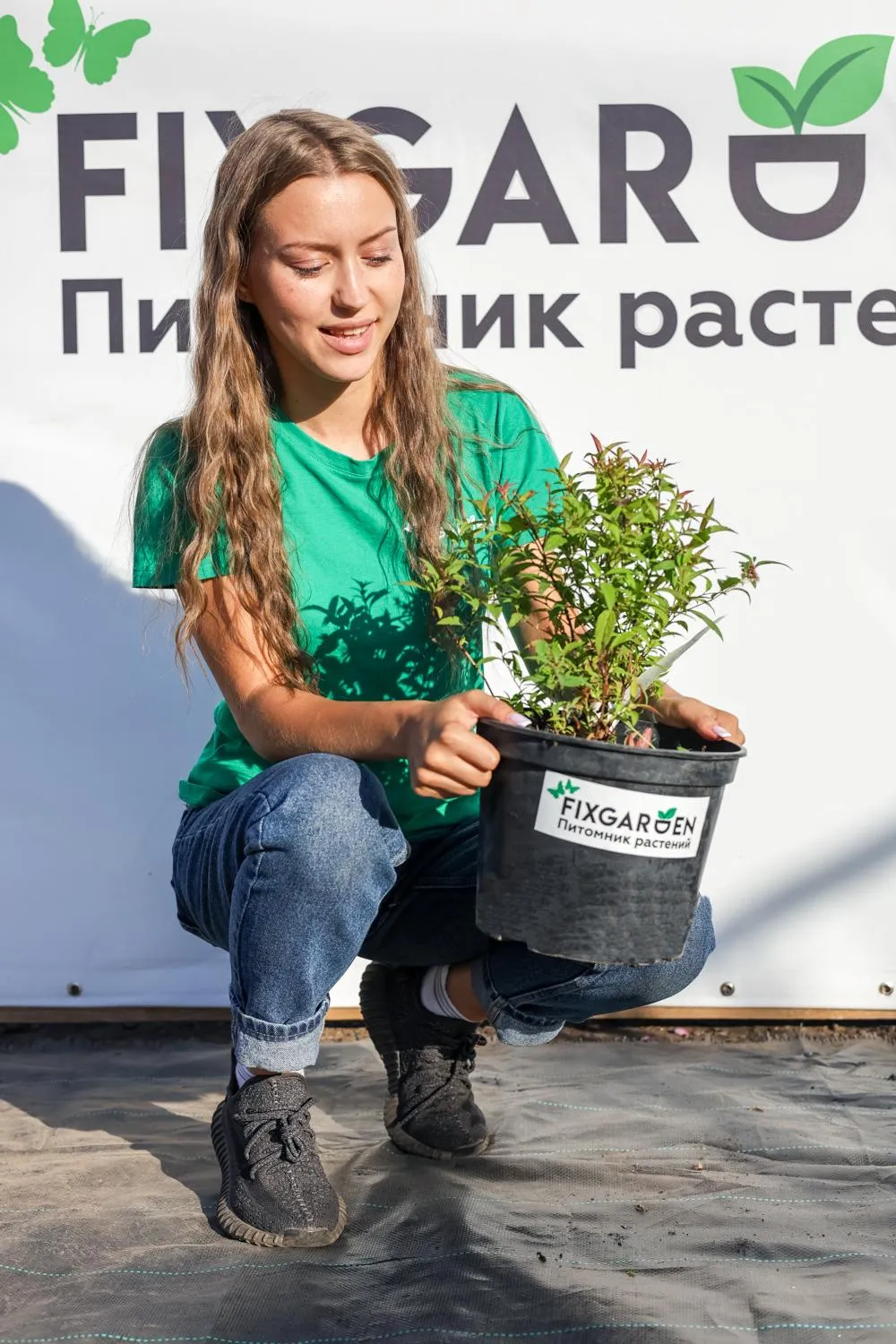 Спирея япон. Неон Флэш