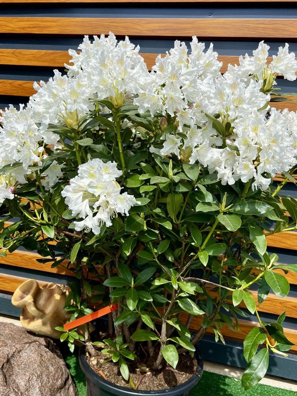 Рододендрон гибрид. Каннингемс Уайт