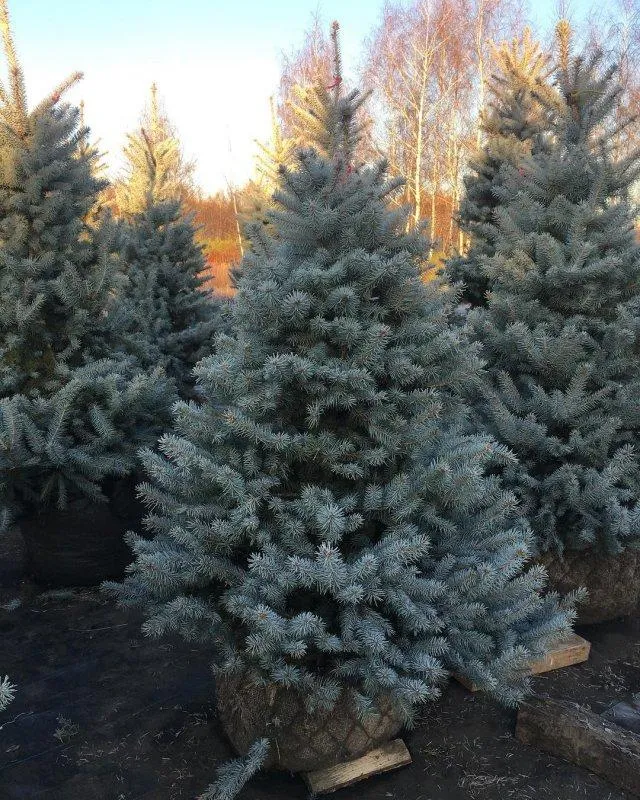 Ель колючая Блю Даймонд