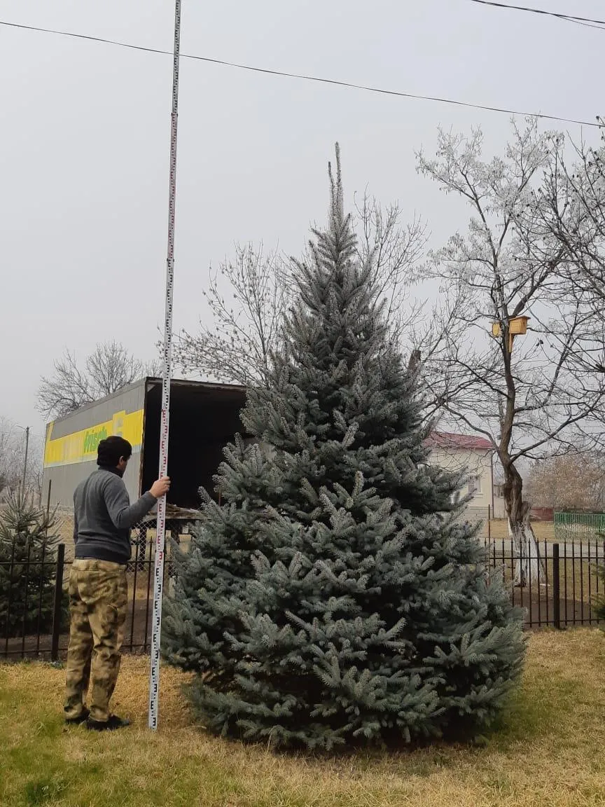 Ель колючая глаука