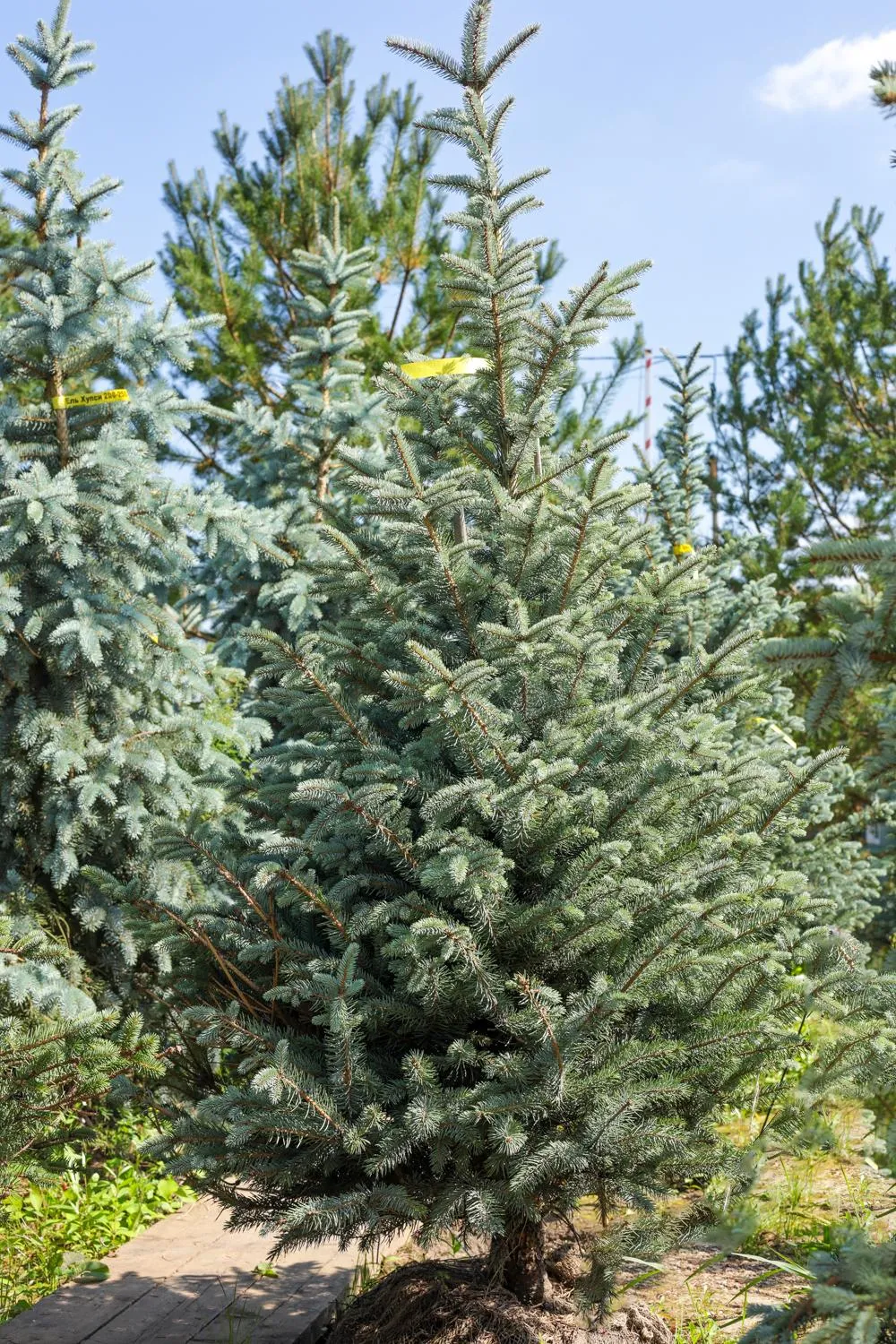 Ель колючая Фэт Альберт