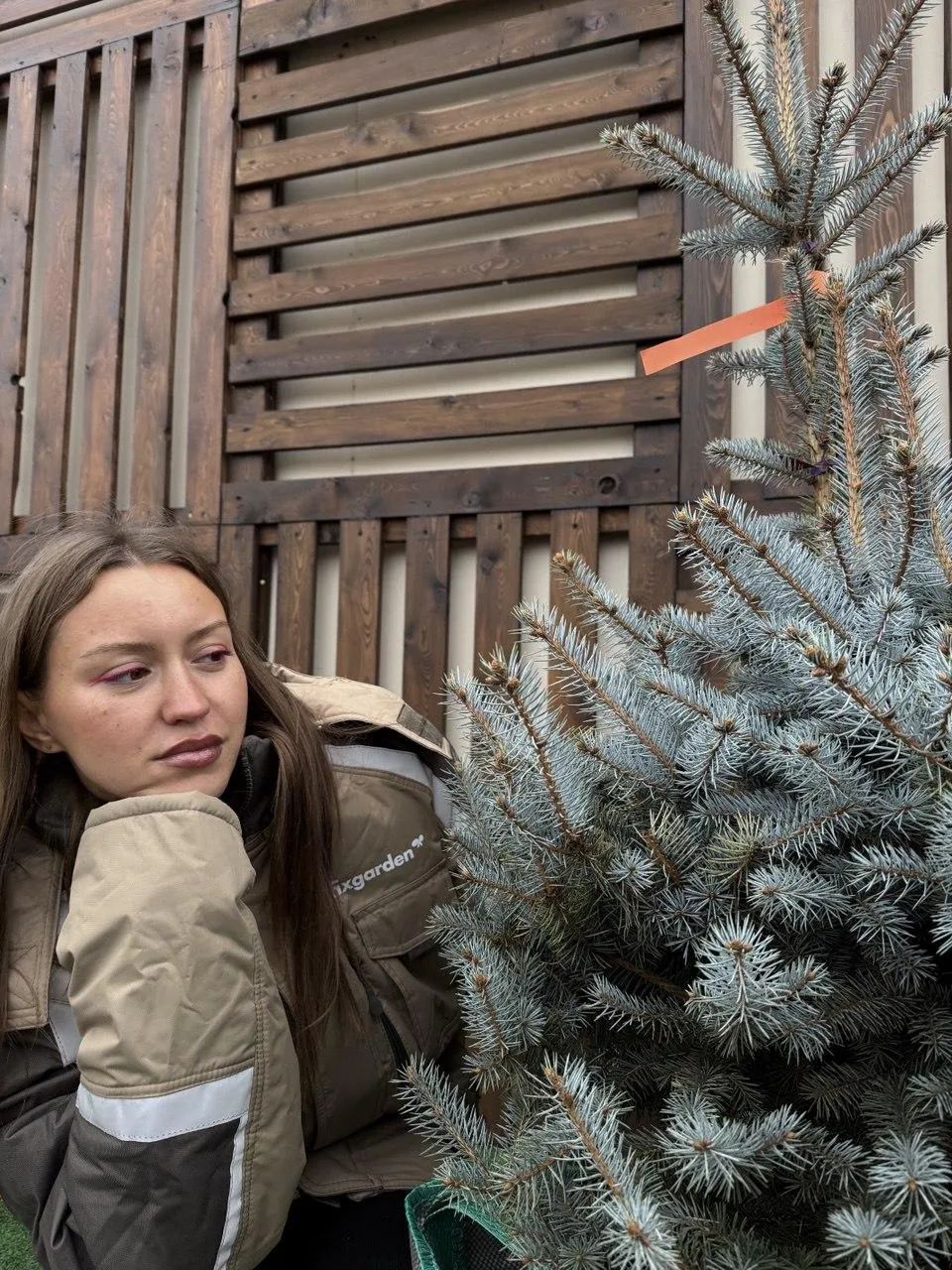 Ель колючая Эдит