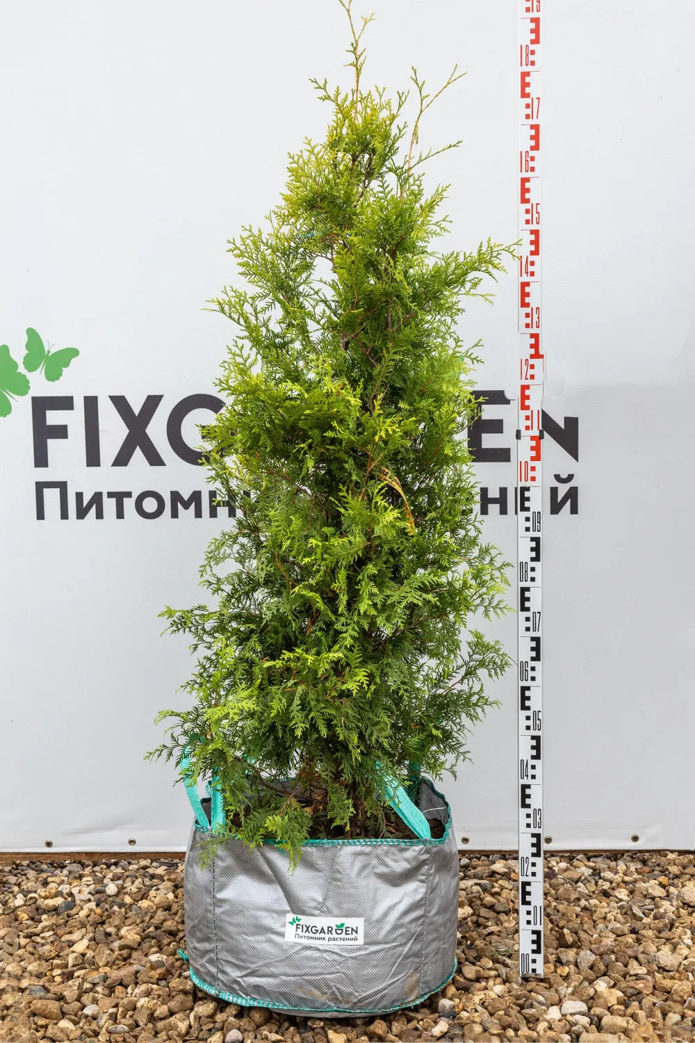 Туя западная Голд Брабант
