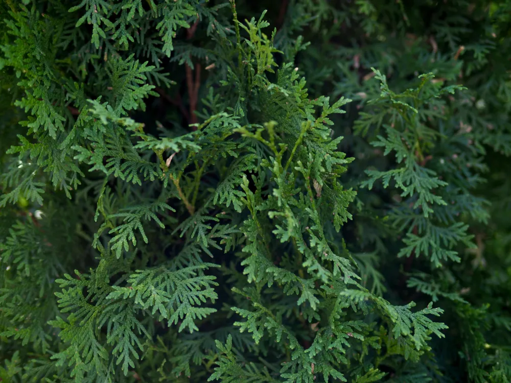 Туя западная Колумна