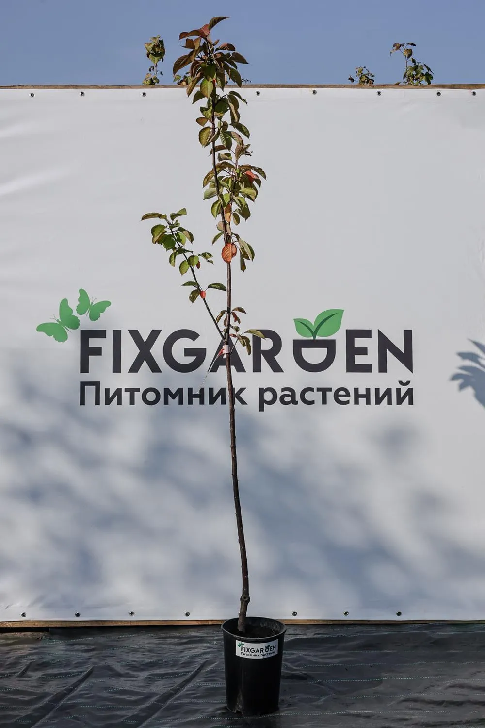 Вишня Тургеневская