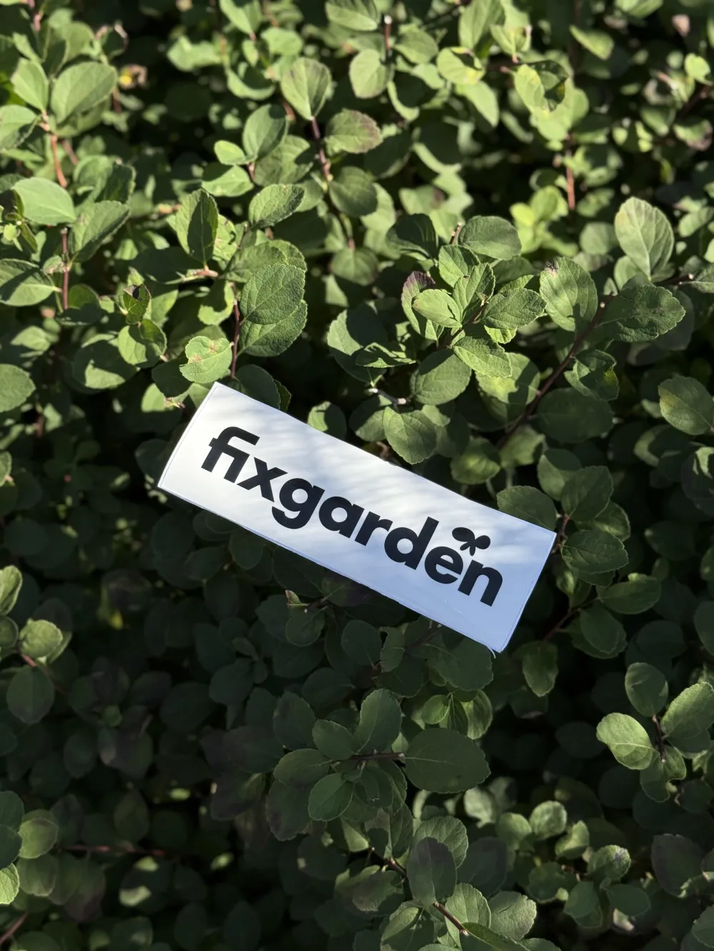 Спирея Березолистная Тор