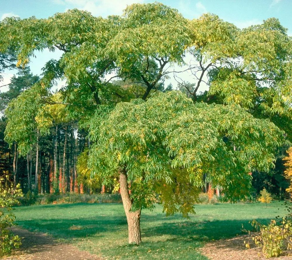 Бархат амурский