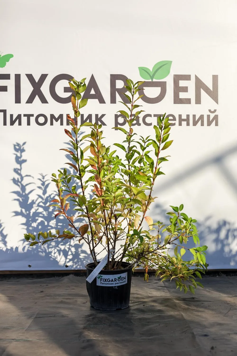 Форзиция Европейская