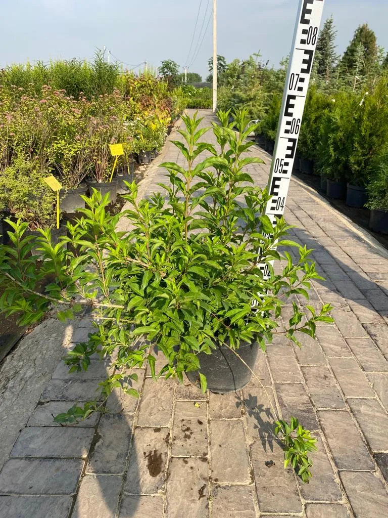 Форзиция Европейская