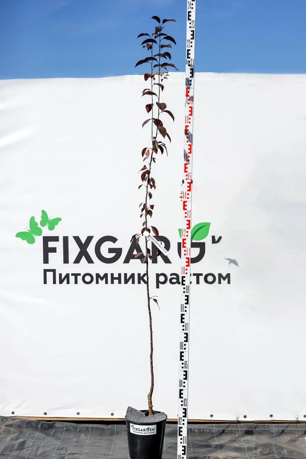 Яблоня Роялти