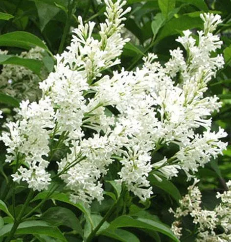 Сирень жозифлекса Агнес Смит