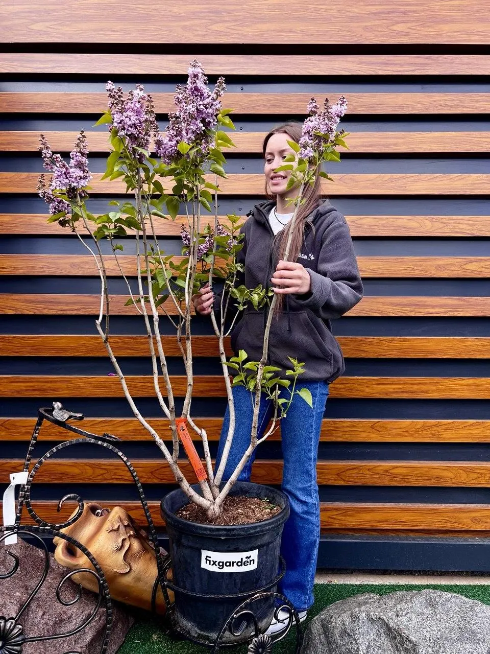 Сирень обык. Маршал Баграмян