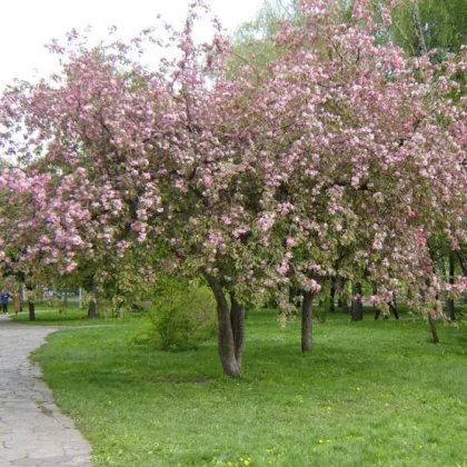 Яблоня Ола