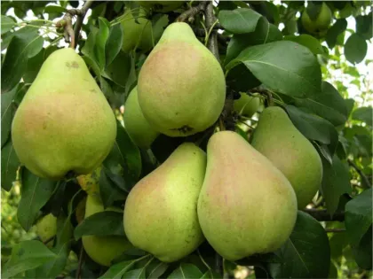 Груша Волшебница