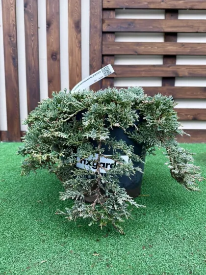 Можжевельник горизонтальный Айс Блю