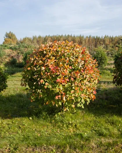 Боярышник Крупноколючковый