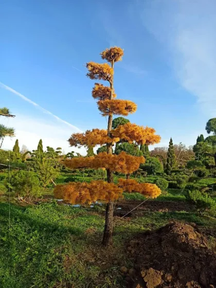 Лиственница Маргилинда