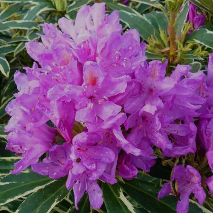 Рододендрон понтийский Вариегатум
