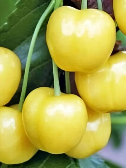 Черешня Брянская желтая