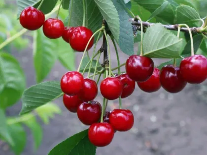 Вишня Молодежная (Prunus cerasus "Molodejnaya")
