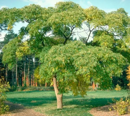 Бархат амурский