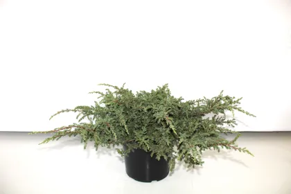 Можжевельник обыкновенный "Репанда"