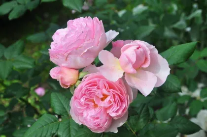 Роза английская Зе Эншент Маринэ