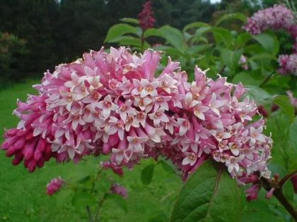 Сирень венгерская